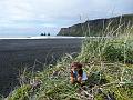P1040146- Teou sur la plage de Vik